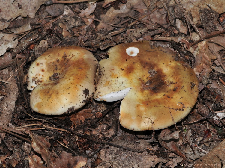 Russula  heterophylla